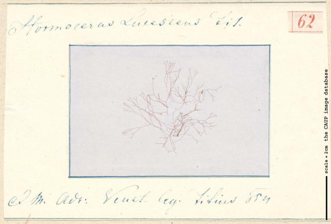 Ceramium sp._62.jpg